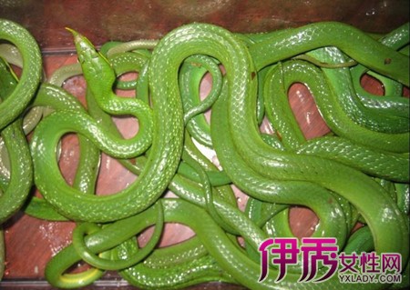 【梦见好多条绿色的蛇】【图】梦见好多条绿色