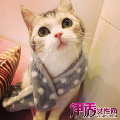 【梦见被猫咬出血】【图】解析梦见被猫咬出血