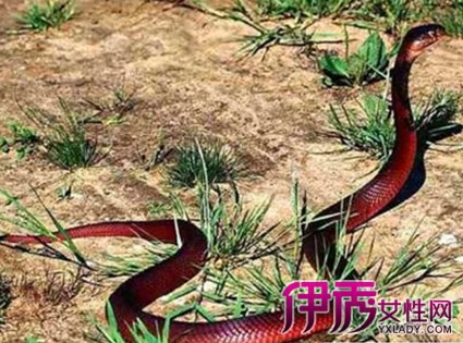 【孕妇梦见红蛇】【图】孕妇梦见红蛇的原因 