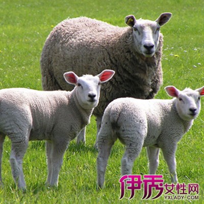 【属羊是哪年出生的】【图】盘点属羊是哪年出