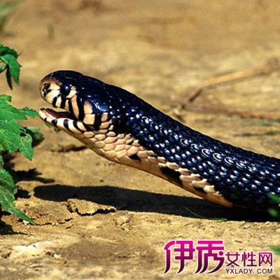 【图】怀孕初期梦见蛇预示着什么是生贵子的吉