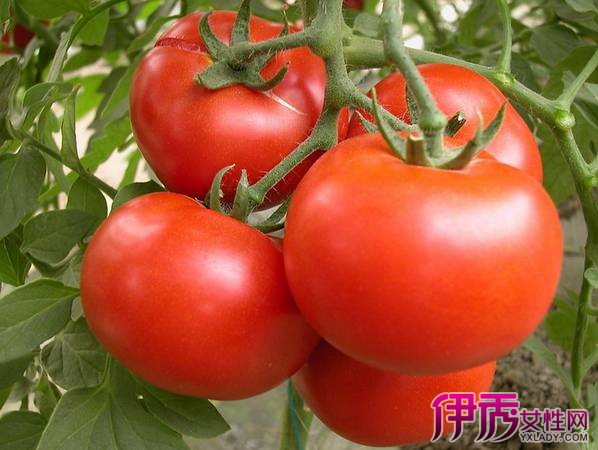 【梦见西红柿是什么意思】【图】做梦梦见西红