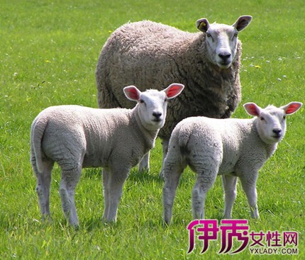 【属羊人今年运势】【图】属羊人今年运势如何