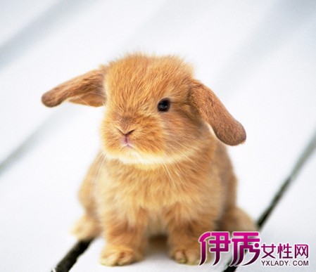 【五十三岁属兔男人性格】【图】五十三岁属兔