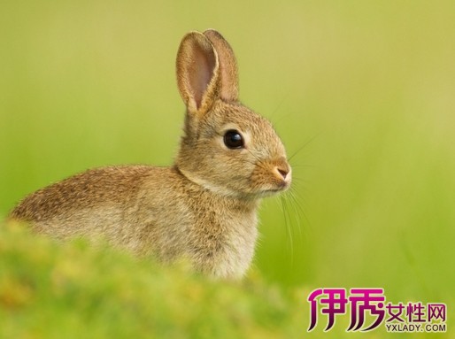 【五十三岁属兔男人性格】【图】五十三岁属兔