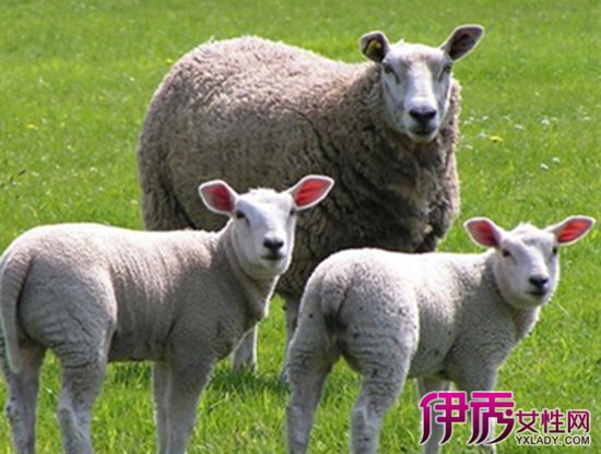 【属羊人今年运势如何】【图】属羊人今年运势