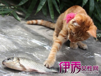 【梦见猫咬鱼是什么意思】【图】梦见猫咬鱼是