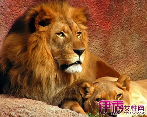 【狮子座和什么座最配男生】【图】狮子座和什
