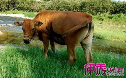 【怀孕梦到牛】【图】怀孕梦到牛预示着什么?