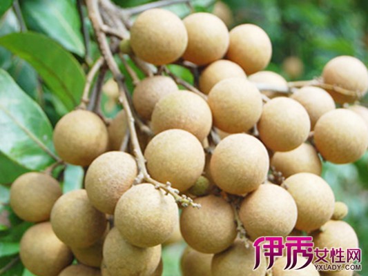 【怀孕梦到龙眼】【图】怀孕梦到龙眼的寓意是