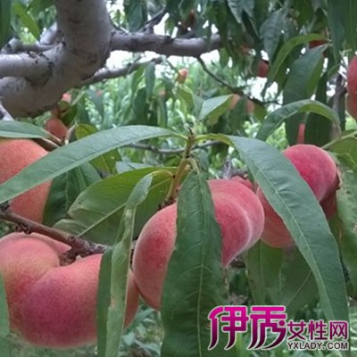【梦见摘桃子吃桃子】【图】梦见摘桃子吃桃子