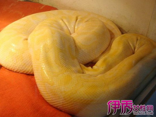 【梦见黄金蛇】【图】梦见黄金蛇预示着什么呢