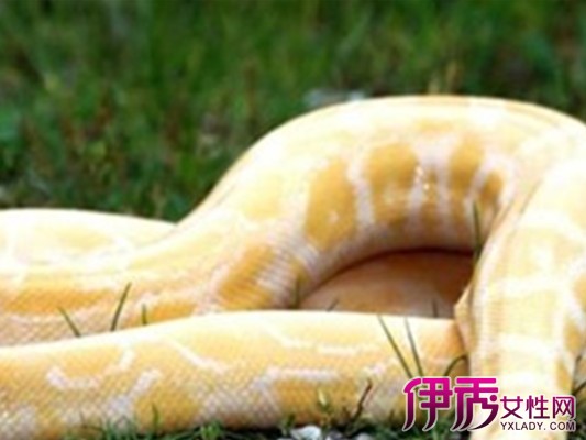 【梦见黄金蛇】【图】梦见黄金蛇预示着什么呢