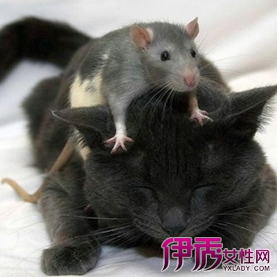 【怀孕梦见老鼠猫】【图】怀孕梦见老鼠猫是什
