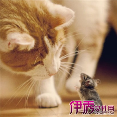 【梦见老鼠和猫】【图】梦见老鼠和猫意味着什