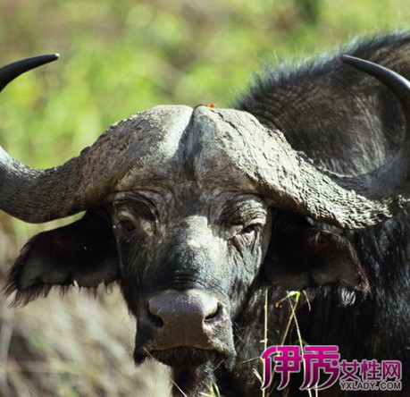 【孕妇做梦自己生个男孩】【图】孕妇做梦自己