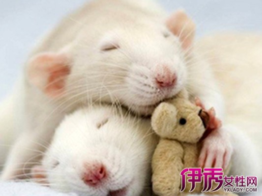 【图】周公解梦之梦见老鼠是什么征兆梦见老鼠