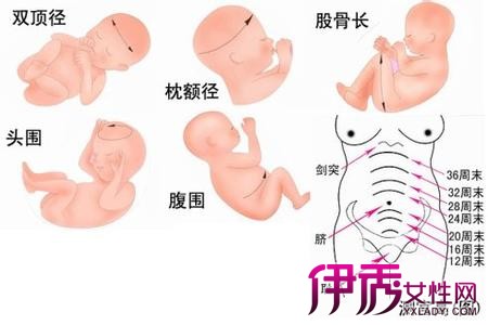 【图】胎儿双顶径标准 双顶径股骨长看男女科