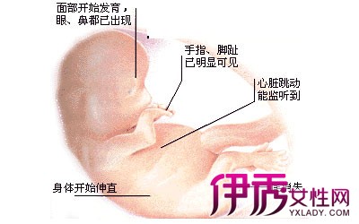【图】怀孕十月胚胎发育过程图 胚胎发育变化