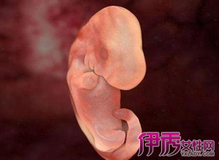 【图】曝怀孕胚芽图 专家为你介绍怀孕5,6周胚芽的发展过程