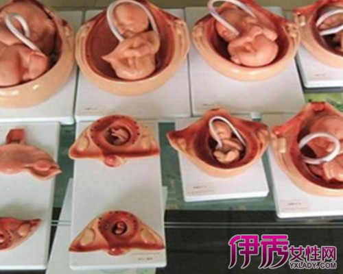 怀孕宝宝成长过程图展现 揭露胎儿每一个成长阶段的情况