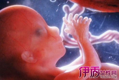 【怀孕十六周胎儿图】【图】怀孕十六周胎儿图