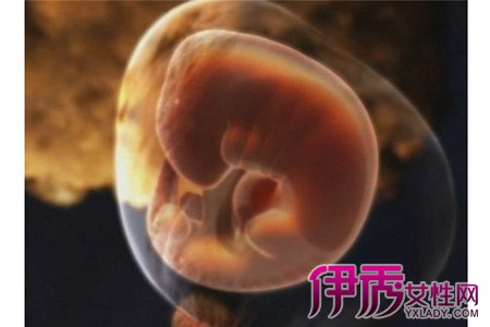 【胎儿生长发育过程图】【图】胎儿生长发育过