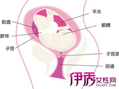 【怀孕三十周胎儿图】【图】怀孕三十周胎儿图