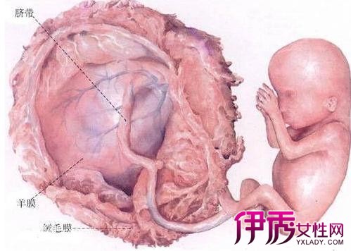 【胚胎发育不好的原因】【图】揭秘胚胎发育不