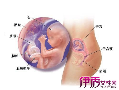 【怀孕四个月胎儿图】【图】怀孕四个月胎儿图