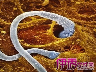 【受精卵着床有什么感觉】【图】受精卵着床有