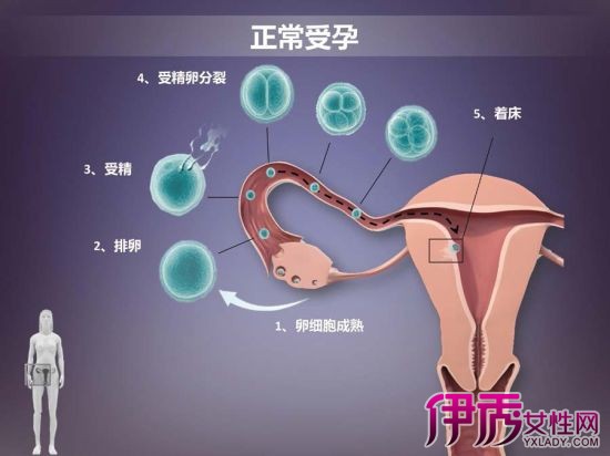 受孕过程图解 看看你是怎么来的