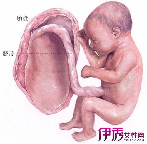 【左心室有强光点对胎儿有影响吗】【图】左心