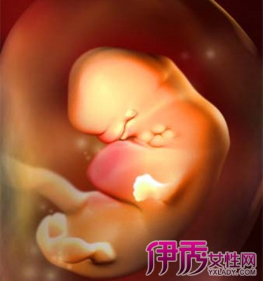 孕二个月胎儿图】【图】怀孕二个月胎儿图片展