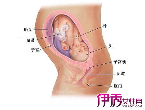 图片大全 第八个月胎儿和准妈妈的四个时间段