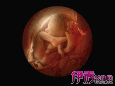 【移植后胚胎着床过程图】【图】移植后胚胎着