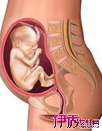 【图】怀孕六个月的肚子图片欣赏 三方面了解该时期婴儿的发育状况
