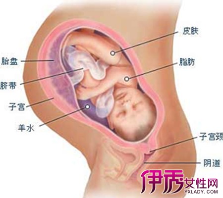 【怀孕十个月过程图】【图】怀孕十个月过程图
