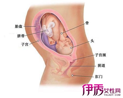 【怀孕五个月胎儿有多大】【图】怀孕五个月胎