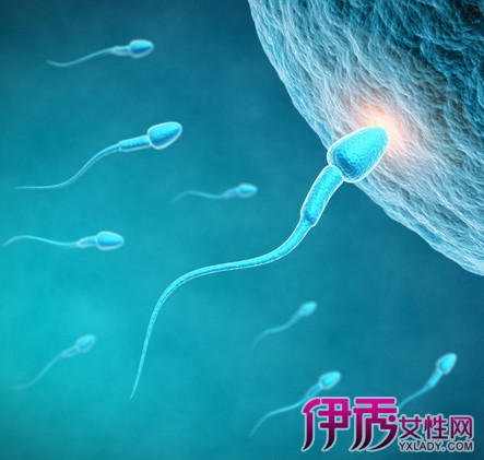 【y精子和x精子存活时间】【图】y精子和x精子