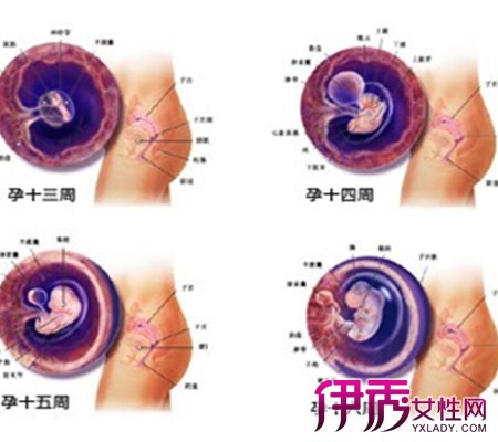 【孕期胎儿十月发育过程图】【图】揭秘孕期胎
