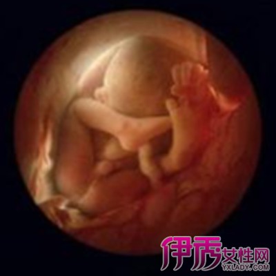 怀孕六个月胎儿图片观赏 替你解析该阶段胎儿的变化情况