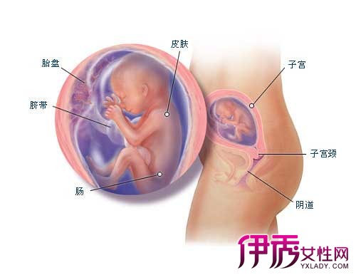 什么怀孕五个月宝宝一直动 专家告诉你胎动怎