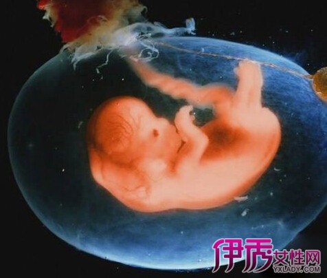 怀孕五个月胎儿图 怀孕五个月胎儿的发育情况