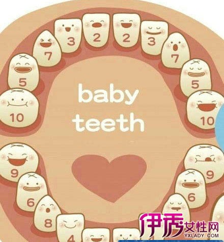 【图】小孩换牙顺序图 儿童换牙期间的护理需注意