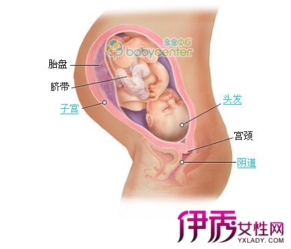 【有怀孕三十七周胎儿图吗】【图】请问有怀孕