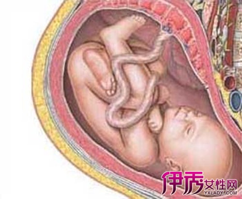 怀孕八个月的胎儿图欣赏 让你知道八个月胎儿发育怎样