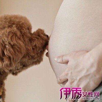 【怀孕了养狗注意事项】【图】盘点怀孕了养狗