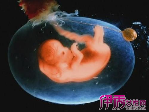 【怀孕十一周胎儿高清图】【图】怀孕十一周胎