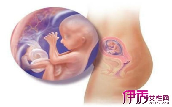 【怀孕十一周胎儿高清图】【图】怀孕十一周胎